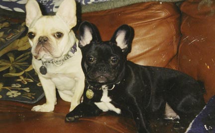 Stained Glass Portrait of Two Dogs